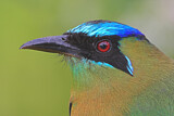 Image. Diademmotmot