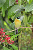 Image. Diademmotmot