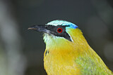 Image. Diademmotmot