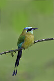 Image. Diademmotmot
