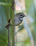 Image. Diamantschnäpper