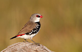 Image. Diamond Firetail