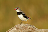 Image. Diamond Firetail