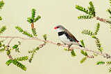 Image. Diamond Firetail