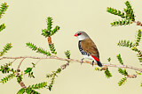 Image. Diamond Firetail