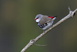 Image. Diamond Firetail