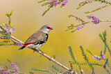 Image. Diamond Firetail