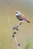 Image. Diamond Firetail