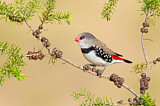 Image. Diamond Firetail