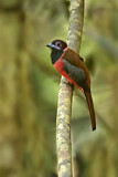 Image. Diardtrogon