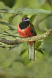 Image. Diardtrogon