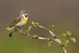 Image. Dickcissel