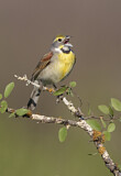 Image. Dickcissel