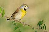 Image. Dickcissel
