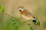 Image. Dickcissel