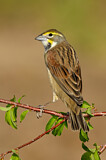 Image. Dickcissel