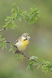 Image. Dickcissel