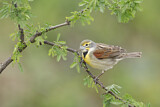 Image. Dickcissel