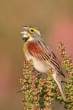 Image. Dickcissel