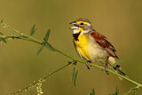 Image. Dickcissel