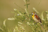 Image. Dickcissel