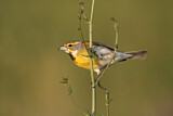 Image. Dickcissel