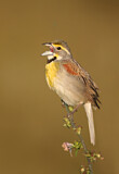 Image. Dickcissel