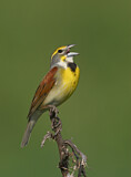 Image. Dickcissel