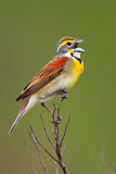 Image. Dickcissel