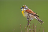 Image. Dickcissel