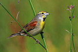 Image. Dickcissel