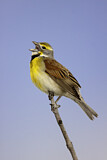 Image. Dickcissel