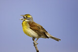 Image. Dickcissel