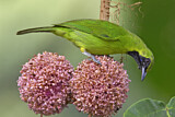 Image. Dickschnabel-Blattvogel