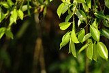 Image. Dickschnabel-Blattvogel