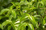 Image. Dickschnabel-Blattvogel