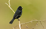 Image. Dickschnabel-Reisknacker