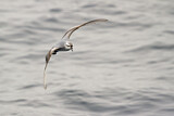 Image. Dickschnabel-Sturmvogel