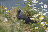 Image. Dohle