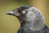 Image. Dohle