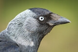 Image. Dohle
