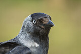 Image. Dohle