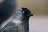 Image. Dohle