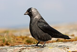 Image. Dohle
