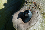Image. Dohle