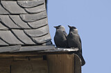Image. Dohle