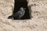 Image. Dohle