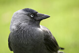 Image. Dohle
