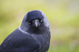 Image. Dohle