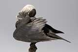 Image. Dohle
